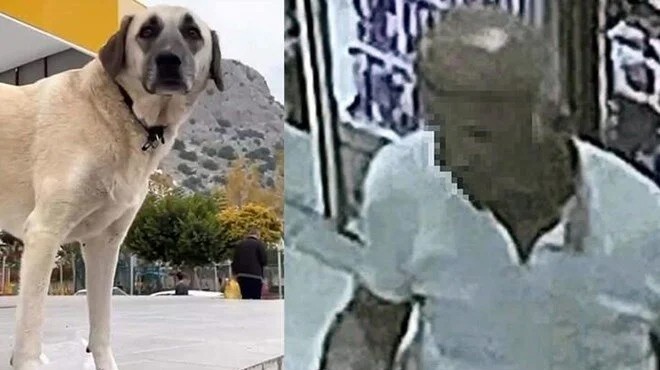 Servis şoförüne köpeğe cinsel saldırıdan gözaltı