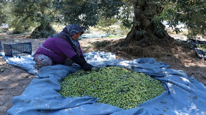 Sofralık zeytinde hedef 130 bin ton ihracat!