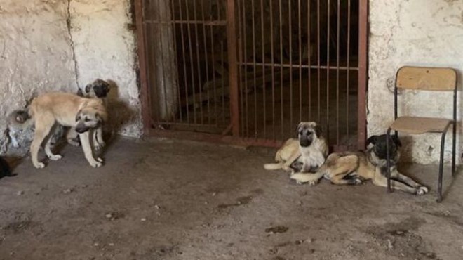 Sokak köpekleri ile ilgili düzenleme AYM de!