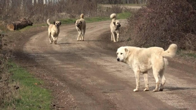 Sokak köpekleri teklifi komisyondan geçti