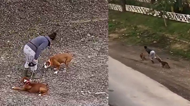 Sokak ortasında iki köpeğe sopalı eziyet!