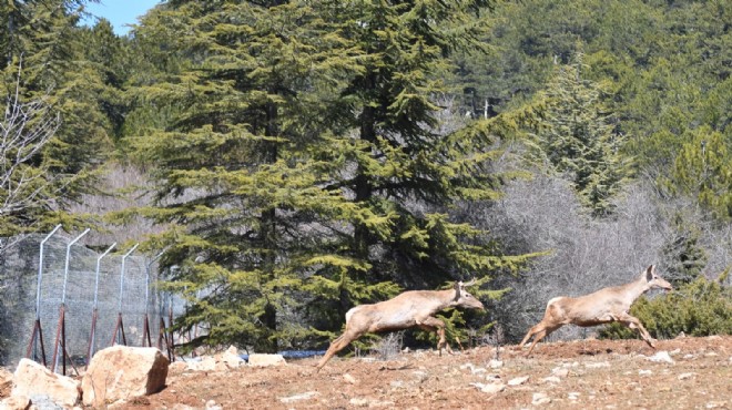 Spil Dağı Milli Parkı na 9 kızıl geyik salındı