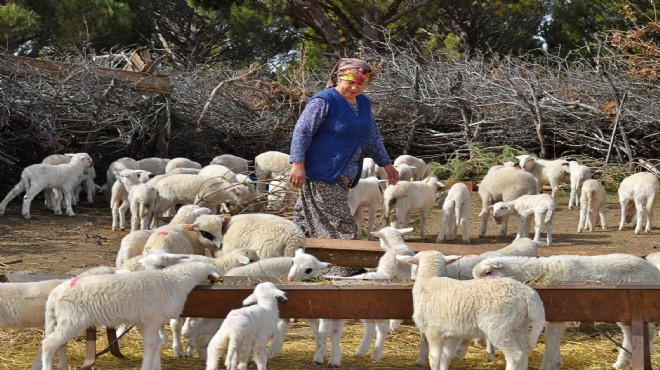 Süt alım fiyatları belirlendi... Mera İzmir üreticiye umut oluyor!