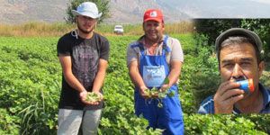 Yaban domuzlarına sırtlan sesi önerisi