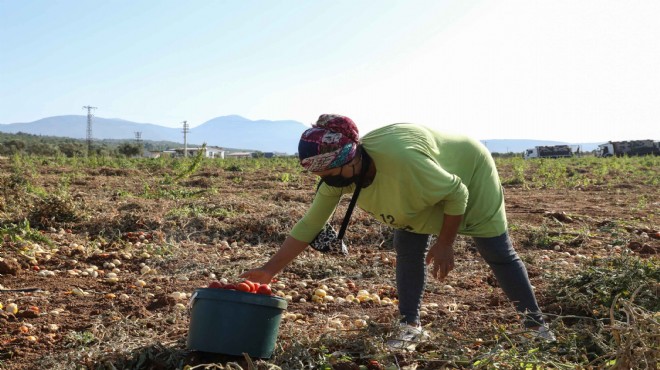 Tarlada kalmadı, Bucalı kadınlar kazandı