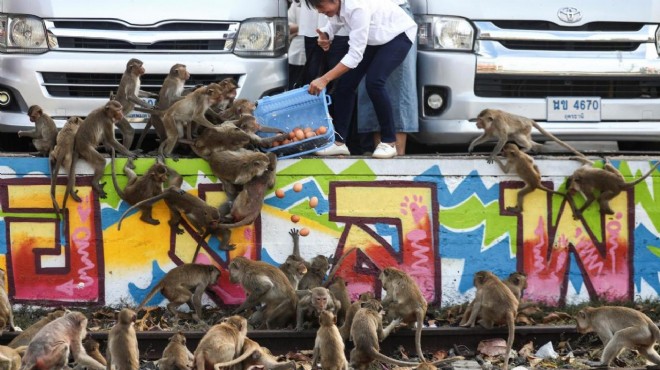 Tayland da maymun istilası: Hayalet şehre dönüşecek