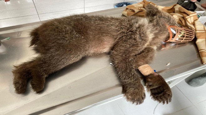 Tedavi edilen yavru ayı doğaya salındı