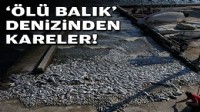 'Ölü balık' denizinden kareler!