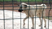 DSÖ: Kuduz vakalarının yüzde 99'u köpeklerden
