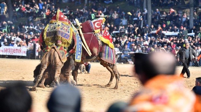 Tire de deve güreşi şöleni: Ödüller Kocaoğlu ndan