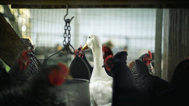 Türkiye, kuş gribinde yeniden  arilik  statüsüne geçti