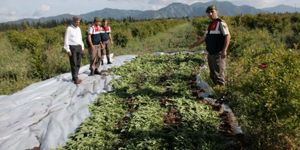 Muğla’da zehir tarlası