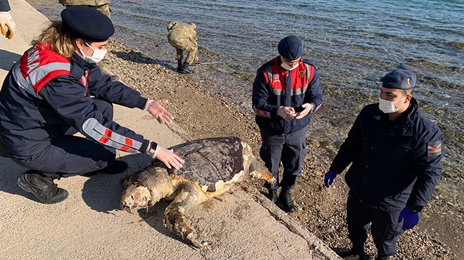 Urla da ölü caretta caretta bulundu