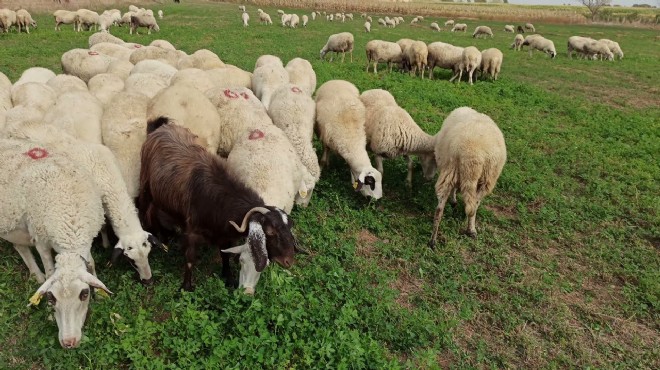 Uşak ta koyun otlatma tartışması... 3 yaralı!