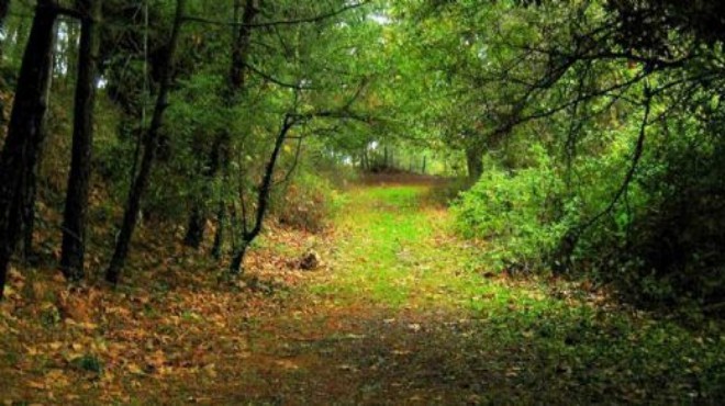 Vali Köşger duyurdu: İzmir de bu ormanlara giriş yasaklanıyor!