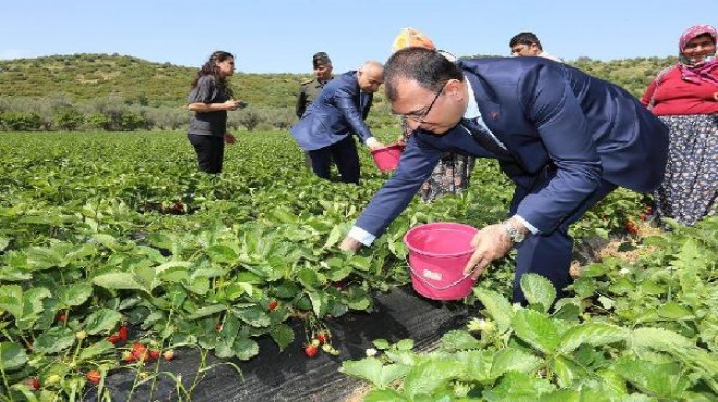 Vali Toprak çilek topladı!