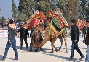 Didim de deve güreşleri coşkusu