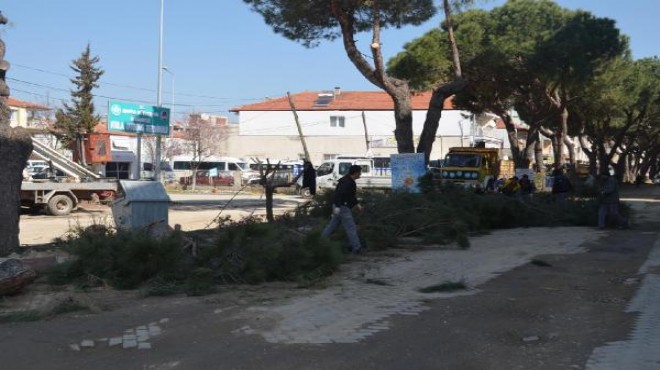 Yarım asırlık çınarlar ‘peyzaj için’ kesildi!