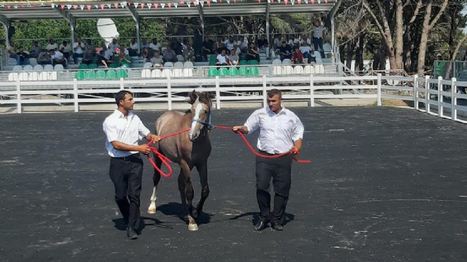 Yarış tayları ev fiyatına alıcı buldu