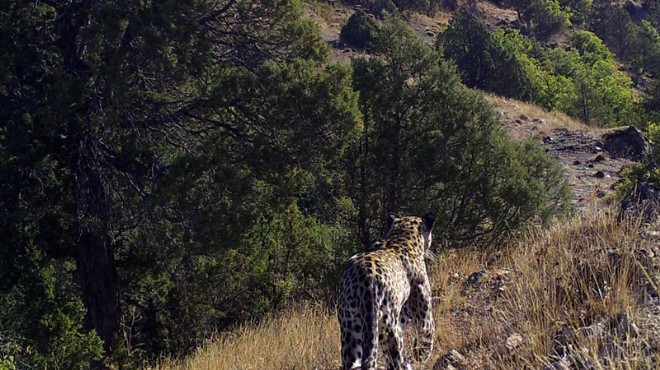 Yeni görüntüleri ortaya çıktı... Hasret kalınan Anadolu Leoparı!