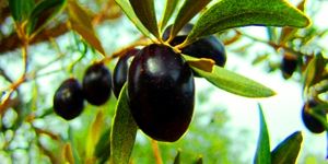 Zeytin eğitiminde sınıfta kaldık