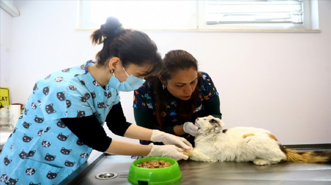 Zehirlenmiş halde bulunan kedi tedavi edildi