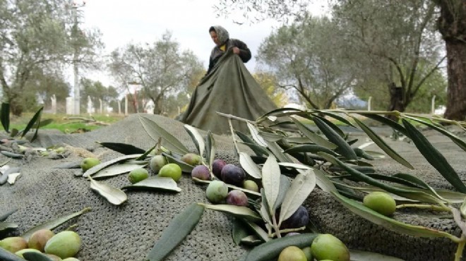 Zeytin hasadında Z raporu… Rekolte düştü, fiyat arttı!