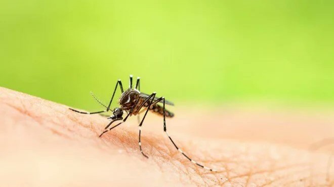 Zika virüsü alarmı... 14 kişide tespit edildi