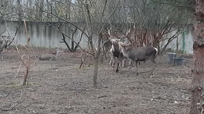 Zonguldak vahşileri: Geyiği kaçırıp yediler!