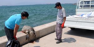 Bir ölü caretta da Aliağa’da